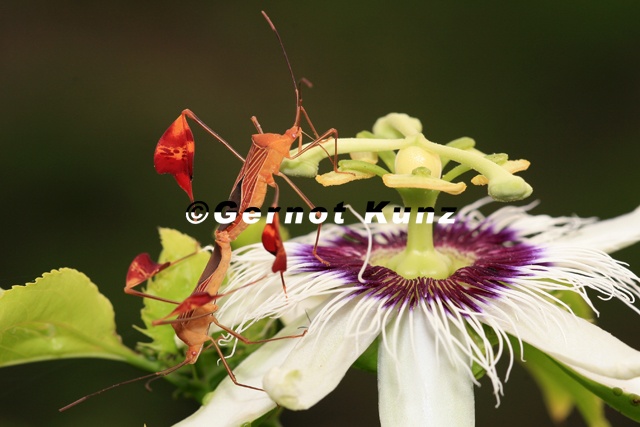 Anisoscelis_gradadia_3_1v.jpg