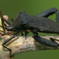 Coreidae 6 2v