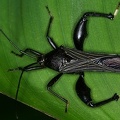 Coreidae 8 2v