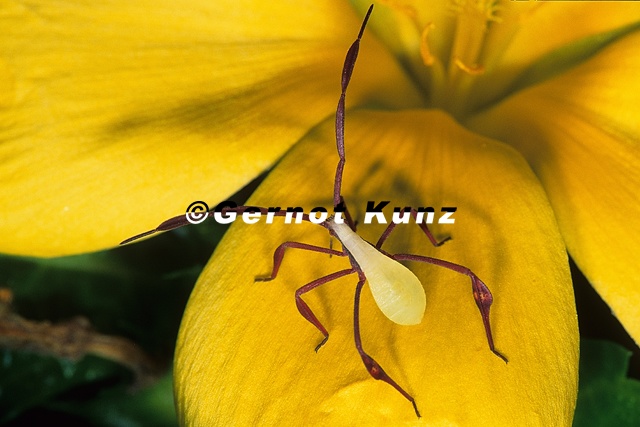 Coreidae_L1_1v.jpg