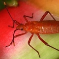 Coreidae L2 2v