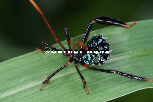Coreidae_L3_2v.jpg