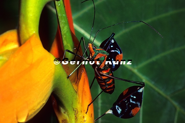 Diactor_bogotanus_2_2v.jpg