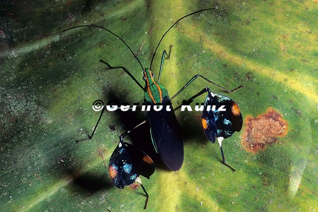 Diactor bogotanus 3 1v - Diactor_bogotanus_3_1v.jpg Diactor_bogotanus_3_1v.jpg