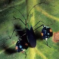 Diactor bogotanus 3 1v