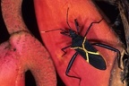 Leptoscelis tricolor5 2v