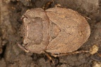 Gelastocoridae
