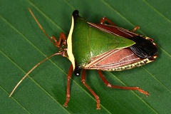 Edessa pictiventris6 2v