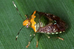 Edessa rixosa