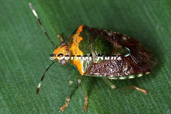 Edessa rixosa