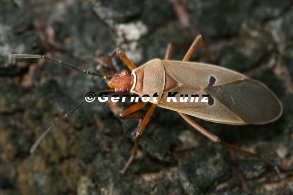 Dysdercus sp  1 2v