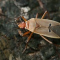 Dysdercus sp  1 2v