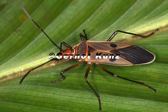 Dysdercus sp 2 2v - Dysdercus_sp__2_2v.jpg Dysdercus_sp__2_2v.jpg