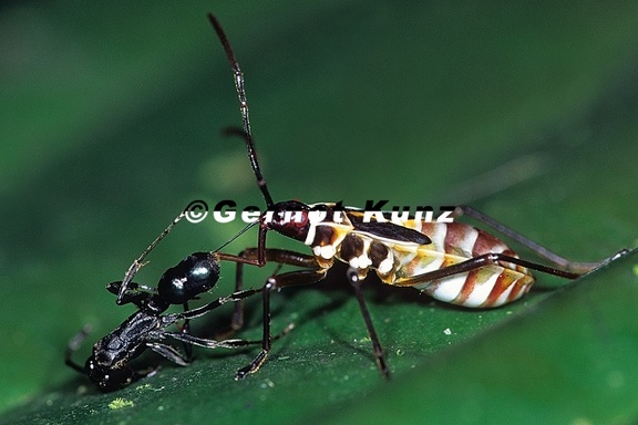 Dysdercus sp  L1 1v