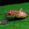 Pyrrhocoridae L1 2v