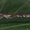Empicoris sp  cf2 2v
