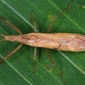 Stenopodainae 1 2v
