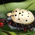 Augocoris cf  gomesii 1 2