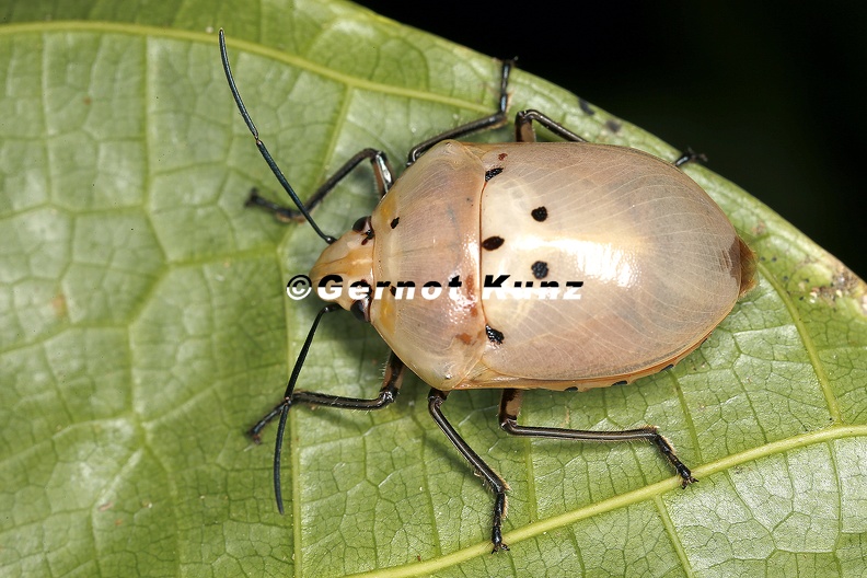 Augocoris cf gomesii 9 2 - Augocoris_cf__gomesii_9_2.jpg Augocoris_cf__gomesii_9_2.jpg