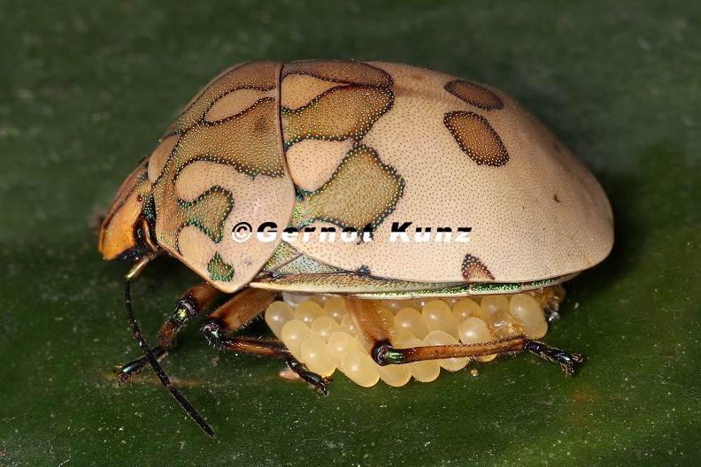 Pachycoris_torridus_cf__3_2.jpg