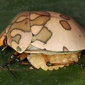 Pachycoris torridus cf  3 2