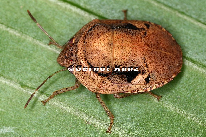 Symphylus cf deplanatus 7 2 - Symphylus_cf__deplanatus_7_2.jpg Symphylus_cf__deplanatus_7_2.jpg