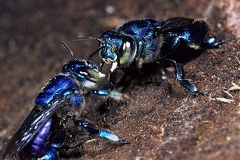 Euglossa sp   Orchid Bee 1