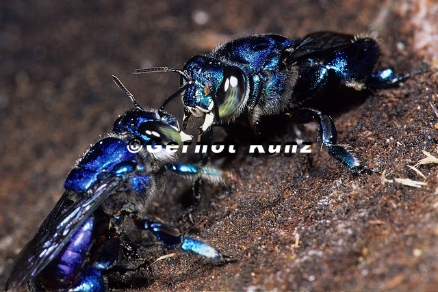 Euglossa sp   Orchid Bee 1