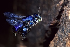 Euglossa sp   Orchid Bee 2