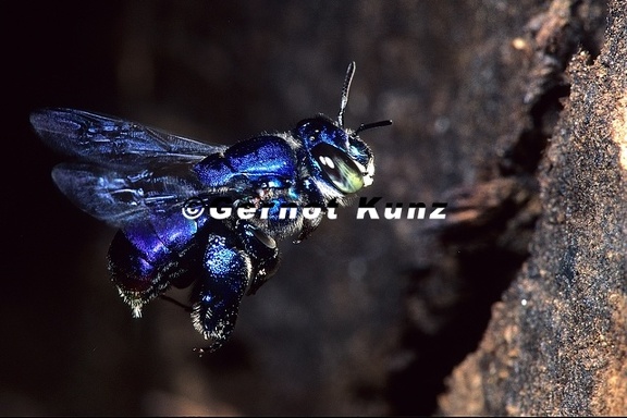 Euglossa sp   Orchid Bee 2