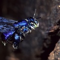 Euglossa sp   Orchid Bee 2