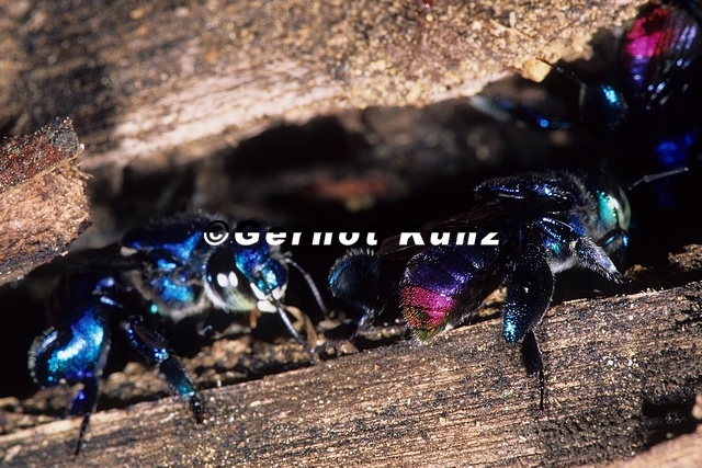 Euglossa sp   Orchid Bee 3