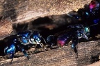 Euglossa sp   Orchid Bee 3