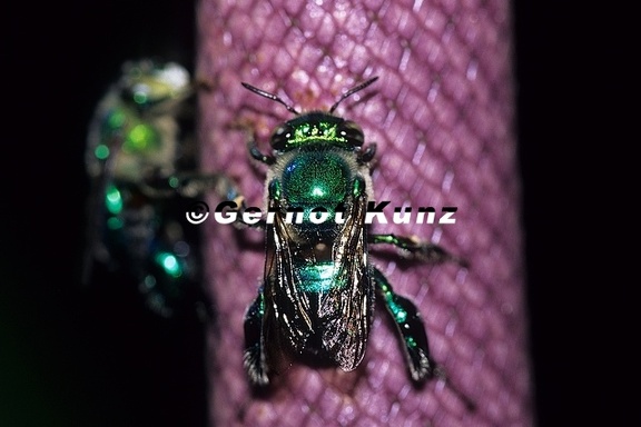 Euglossa sp   Orchid Bee 4 1