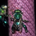 Euglossa sp   Orchid Bee 4 1