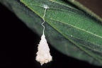 Microstigmus sp   Collembola wasp  Sphecidae 