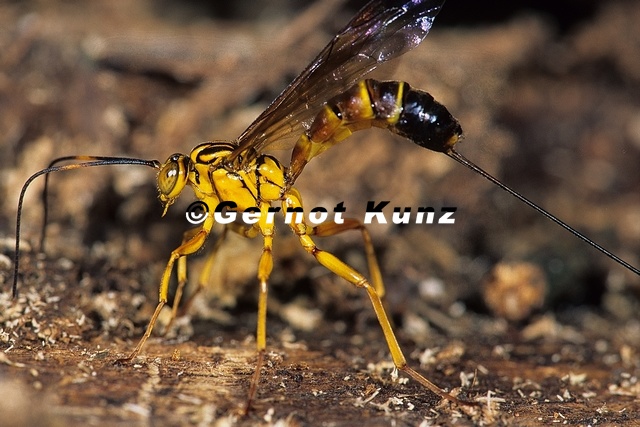 Ichneumonidae1_1.jpg