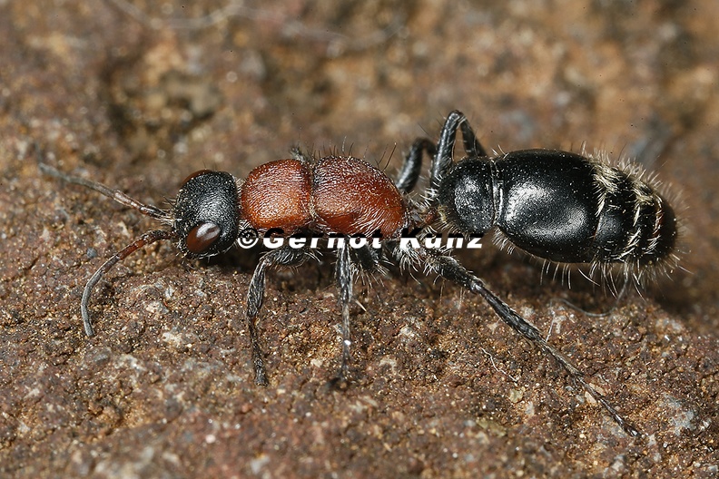 Bradynobaenidae indet 1 2 - Bradynobaenidae_indet__1_2.jpg Bradynobaenidae_indet__1_2.jpg