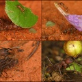 Atta cf cephalotes
