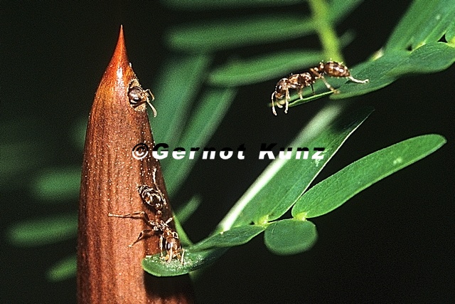 Pseudomyrmex_ferruginea1_1.jpg