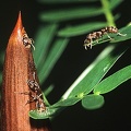 Pseudomyrmex ferruginea1 1