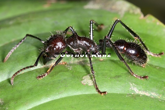 Paraponera clavata  Bala ant  24-Stunden Ameise 1 2