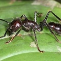 Paraponera clavata  Bala ant  24-Stunden Ameise 1 2