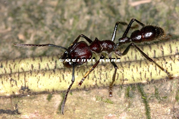 Paraponera clavata  Bala ant  24-Stunden Ameise 3 2