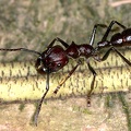 Paraponera clavata  Bala ant  24-Stunden Ameise 3 2