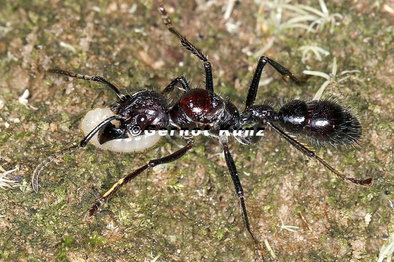 Paraponera clavata Bala ant 24-Stunden Ameise K2 2 - Paraponera_clavata__Bala_ant__24-Stunden_Ameise_K2_2.jpg Paraponera_clavata__Bala_ant__24-Stunden_Ameise_K2_2.jpg