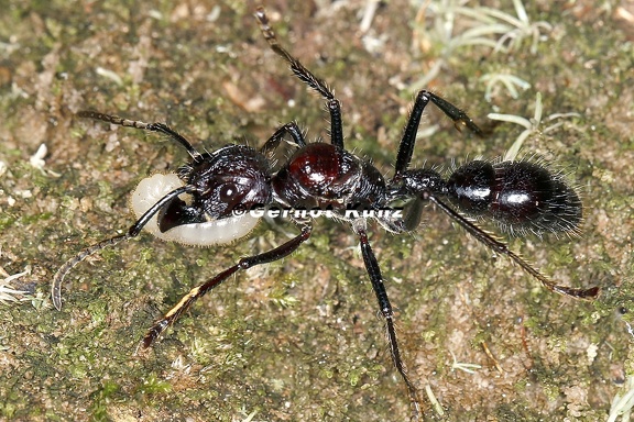 Paraponera clavata  Bala ant  24-Stunden Ameise K2 2