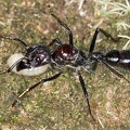 Paraponera clavata  Bala ant  24-Stunden Ameise K2 2