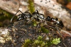 Paraponera clavata  Bala ant 