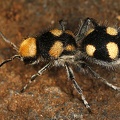 Dasymutilla munifica 7 2